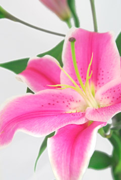 ソルボンヌ ハナスタが提供する切花の画像検索サイト