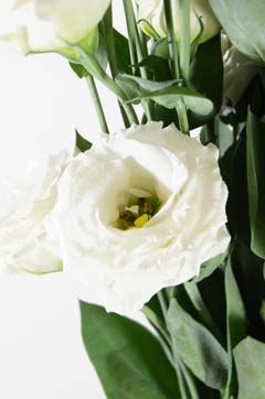 パールホワイト ハナスタが提供する切花の画像検索サイト