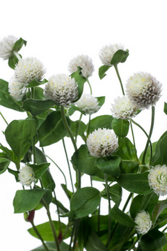 グロボーサホワイト ハナスタが提供する切花の画像検索サイト