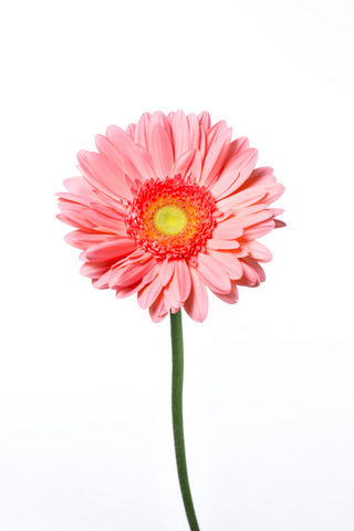 ピンクスプリングス 芯黒 ハナスタが提供する切花の画像検索サイト