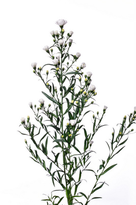 プリティウエンディ 八重 ハナスタが提供する切花の画像検索サイト