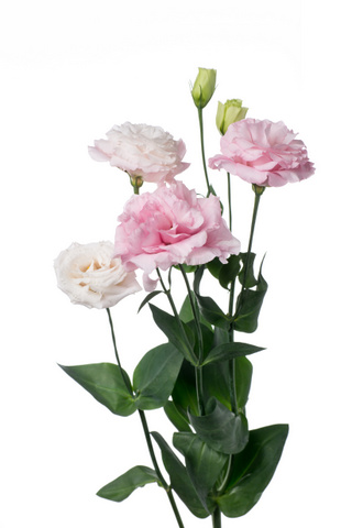 クラリスピンク ハナスタが提供する切花の画像検索サイト