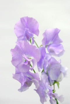 ヨウセイ ハナスタが提供する切花の画像検索サイト