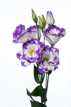 ボレロマリン｜ハナスタが提供する切花の画像検索サイト