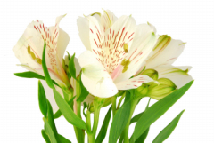 バージニア ハナスタが提供する切花の画像検索サイト