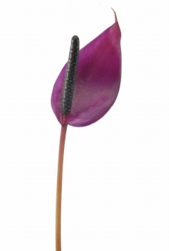 アンスリウム チューリップ パープル ハナスタが提供する切花の画像検索サイト