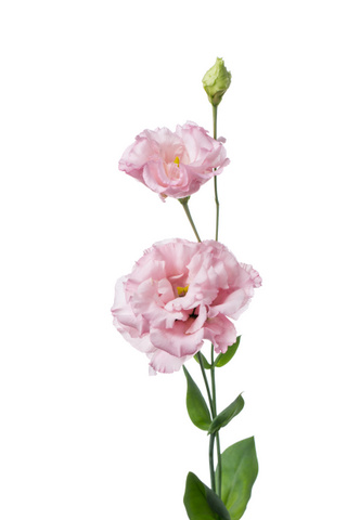 セレブピンク ハナスタが提供する切花の画像検索サイト