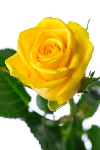 ゴールドラッシュ ハナスタが提供する切花の画像検索サイト