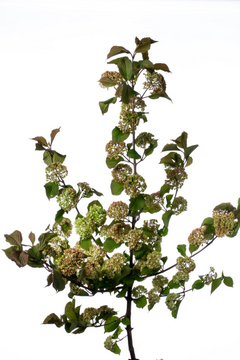 オオデマリ メリーミルトン ハナスタが提供する切花の画像検索サイト