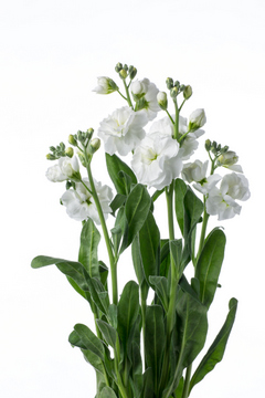 ストックｓｐ 白 ハナスタが提供する切花の画像検索サイト