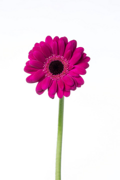 ネイビー 芯黒 ハナスタが提供する切花の画像検索サイト