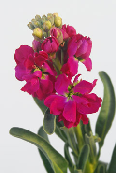 ストックｓｐ 赤 ハナスタが提供する切花の画像検索サイト