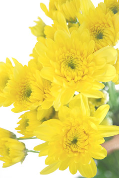 ゼンブラサニー（八重）｜ハナスタが提供する切花の画像検索サイト