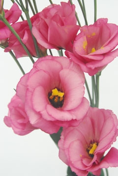 セレブベージュ ハナスタが提供する切花の画像検索サイト