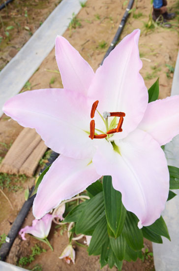 ブルレスカ（ブーレスカ）（輪混）｜ハナスタが提供する切花の画像検索サイト