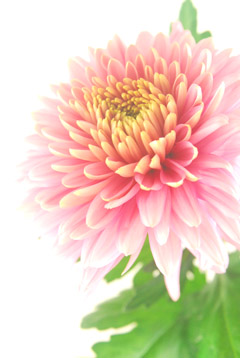 セイオペラピンク(白~P)|ハナスタが提供する切花の画像検索 セイオペラピンク(白~P)|ハナスタが提供する切花の画像検索