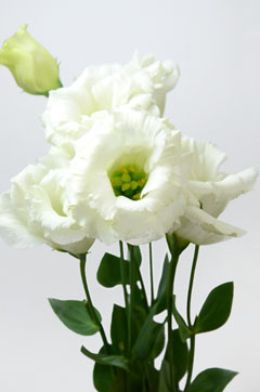 セレブクリスタル ハナスタが提供する切花の画像検索サイト