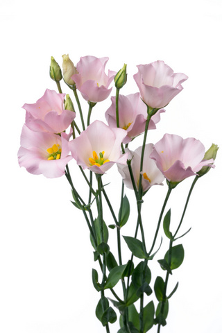 ピンクフィズ ハナスタが提供する切花の画像検索サイト