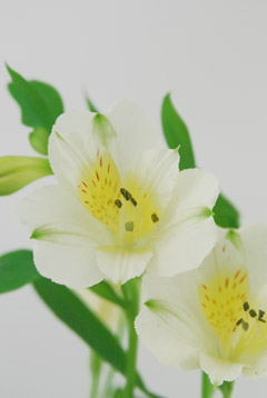 クリステル ハナスタが提供する切花の画像検索サイト