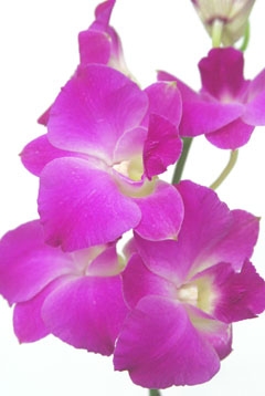 ピンクレディ ハナスタが提供する切花の画像検索サイト
