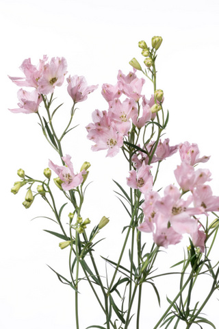 スーパーハッピーピンクｓｐ ハナスタが提供する切花の画像検索サイト