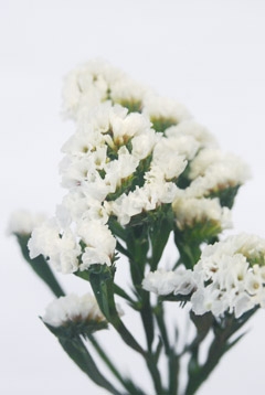 紀州ファインパール｜ハナスタが提供する切花の画像検索サイト