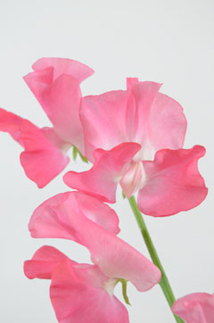ピュアピンク ハナスタが提供する切花の画像検索サイト
