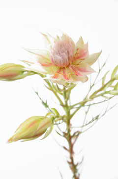 セルリア 白 ハナスタが提供する切花の画像検索サイト