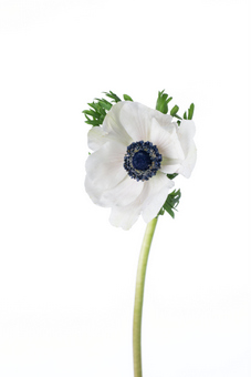 ミストラルホワイトブラックセンター 芯黒 ハナスタが提供する切花の画像検索サイト