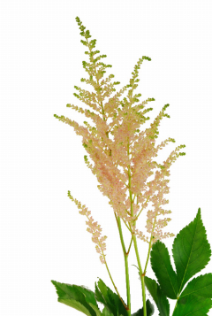 ピンクグロリア ハナスタが提供する切花の画像検索サイト