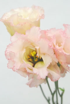 ｓｍ４ ６５８ フリンジ ハナスタが提供する切花の画像検索サイト