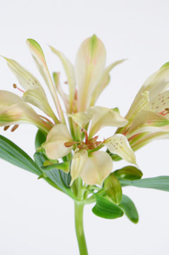 ブーケトス 段咲小輪 ハナスタが提供する切花の画像検索サイト