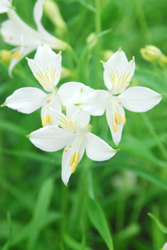 リグツリグツ 白 ハナスタが提供する切花の画像検索サイト