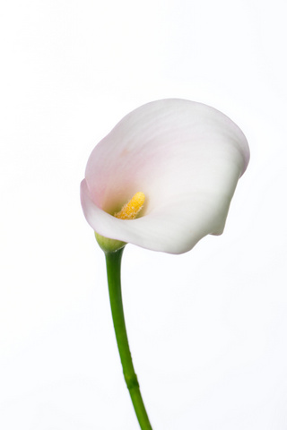 キャプテンベンチュラ ハナスタが提供する切花の画像検索サイト