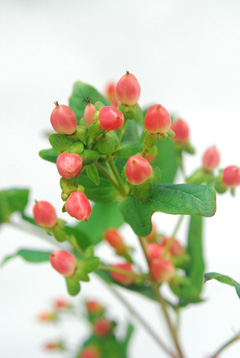ヒペリカムｓｐ ピンク ハナスタが提供する切花の画像検索サイト