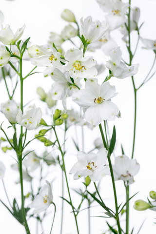 シルキーホワイトｓｐ ハナスタが提供する切花の画像検索サイト