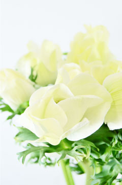 モナリザ 白 ハナスタが提供する切花の画像検索サイト