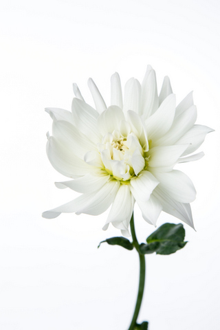 ビーナス ハナスタが提供する切花の画像検索サイト
