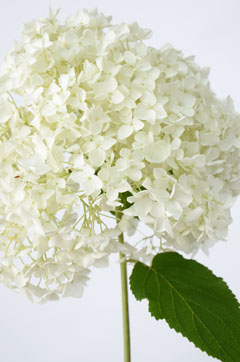 アナベル ホワイト ハナスタが提供する切花の画像検索サイト