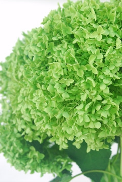 アナベル オータムグリーン ハナスタが提供する切花の画像検索サイト