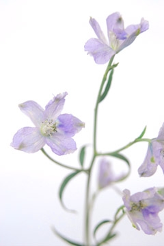 オーロラモーブ ハナスタが提供する切花の画像検索サイト