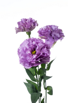 エグゼラベンダー ハナスタが提供する切花の画像検索サイト