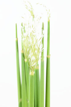 パンパスグラス 早生 ハナスタが提供する切花の画像検索サイト