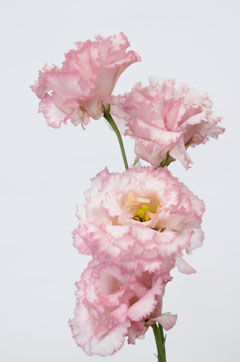 マリアピンク ハナスタが提供する切花の画像検索サイト