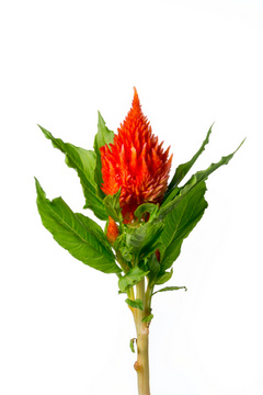 羽毛ケイトウ キャッスルオレンジ ハナスタが提供する切花の画像検索サイト