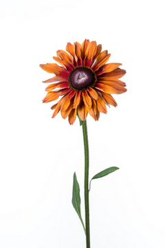 チェリーブランデー ハナスタが提供する切花の画像検索サイト