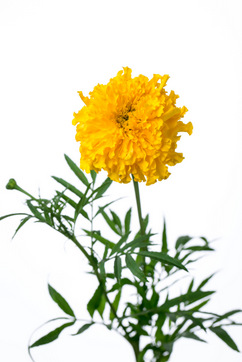 ソブリン｜ハナスタが提供する切花の画像検索サイト