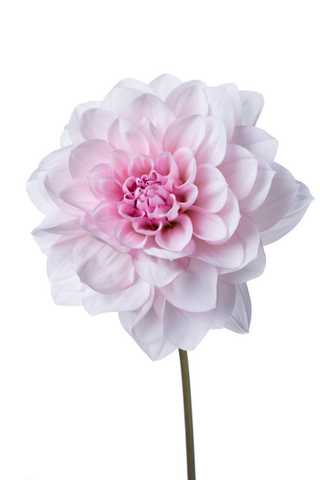 桜貝 白 ピンク ハナスタが提供する切花の画像検索サイト