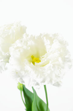 ｎｆホワイト ハナスタが提供する切花の画像検索サイト