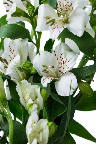 ホイットニー ハナスタが提供する切花の画像検索サイト